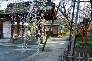 平野神社002.JPG