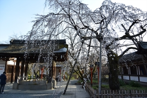 平野神社003.JPG
