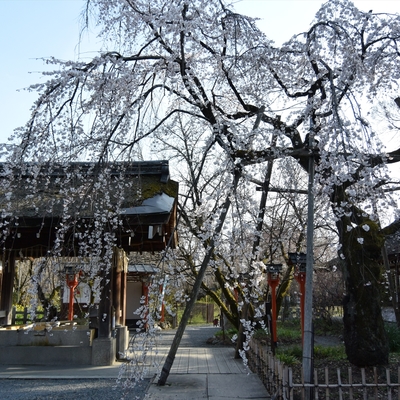 平野神社003.JPG