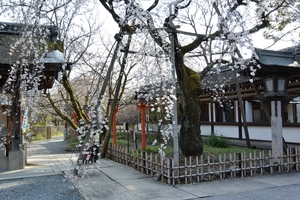 平野神社004.JPG