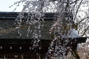 平野神社005.JPG