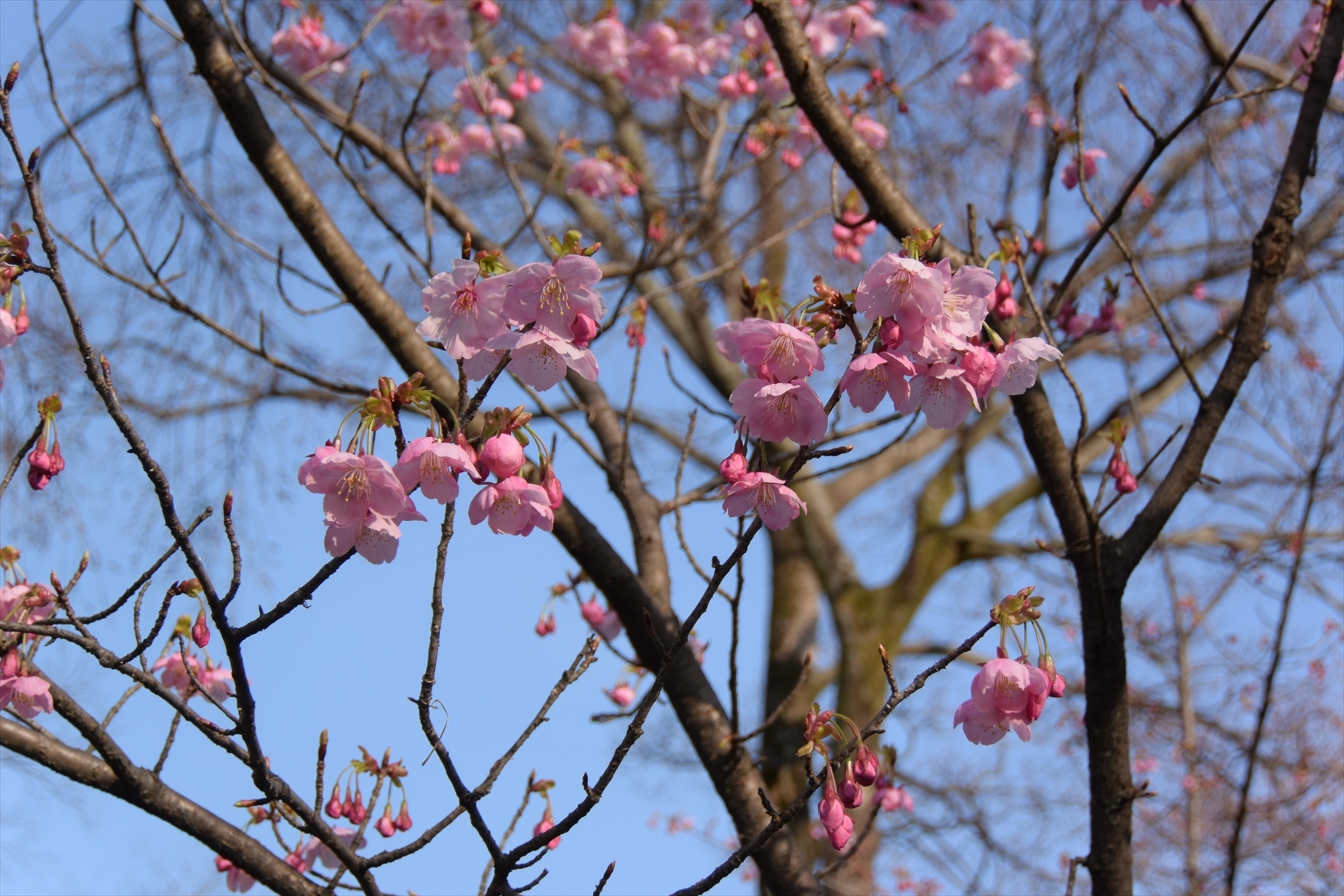 平野神社011.JPG