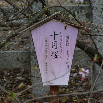 平野神社019.JPG