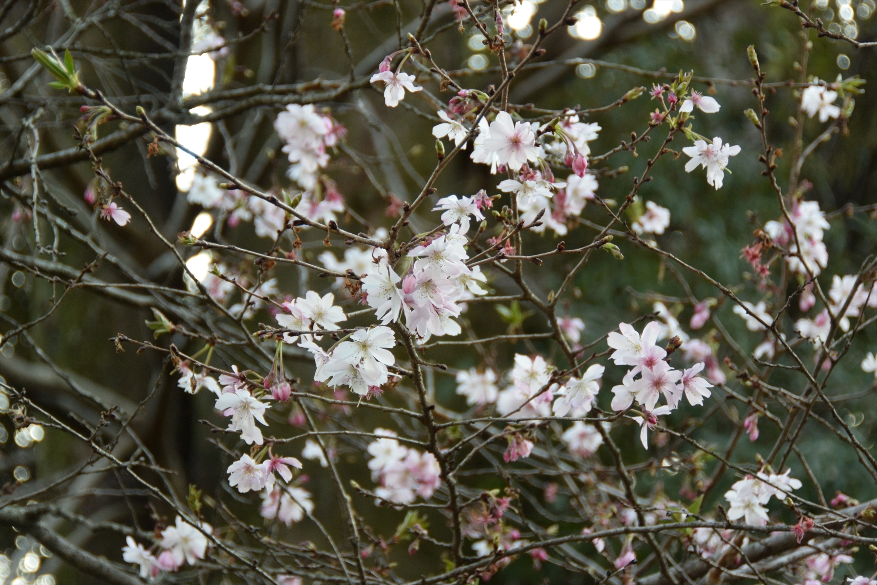 平野神社023.JPG