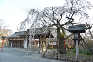平野神社033.JPG