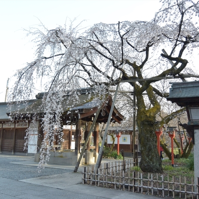 平野神社033.JPG
