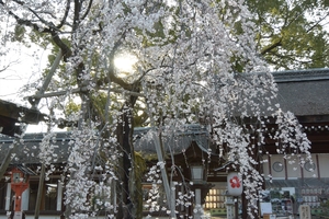 平野神社034.JPG