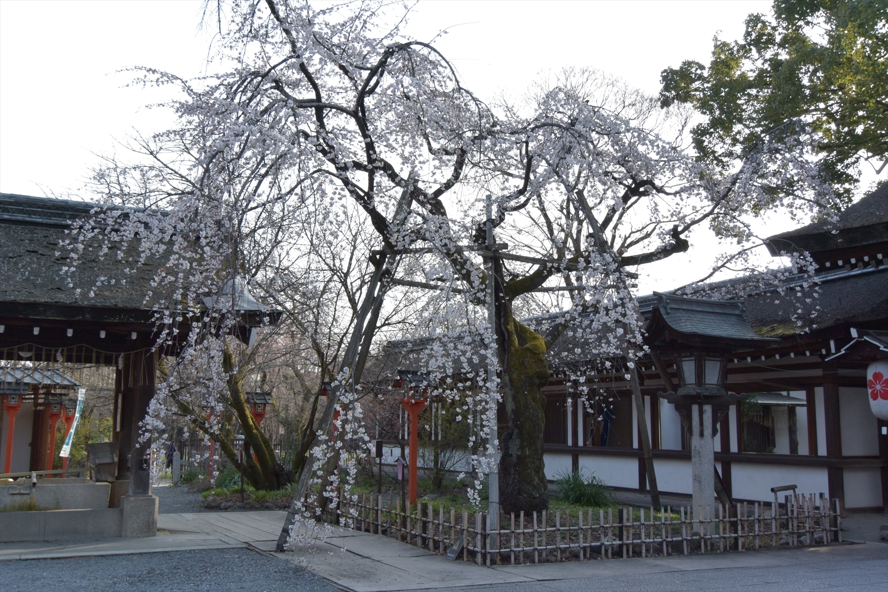 平野神社036.JPG