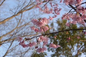 平野神社041.JPG