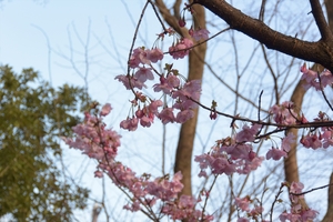 平野神社045.JPG