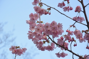 平野神社050.JPG