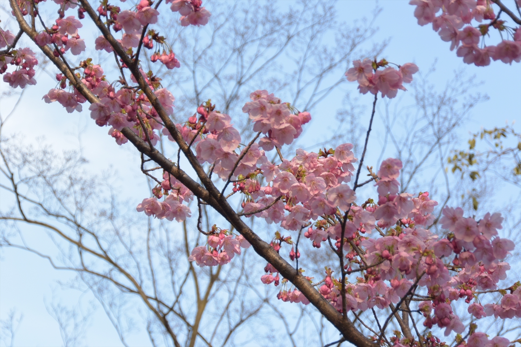 平野神社051.JPG