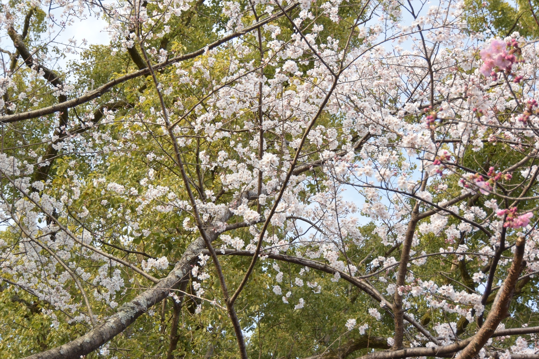 平野神社057.JPG