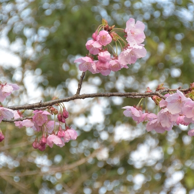 平野神社060.JPG