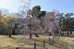 清涼寺031.JPG