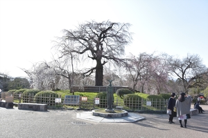 円山公園018.JPG