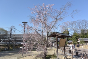 円山公園020.JPG