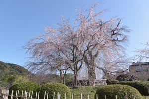 円山公園030.JPG