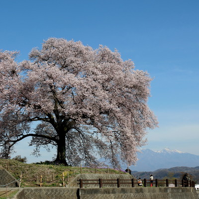 わに塚の桜(1).JPG
