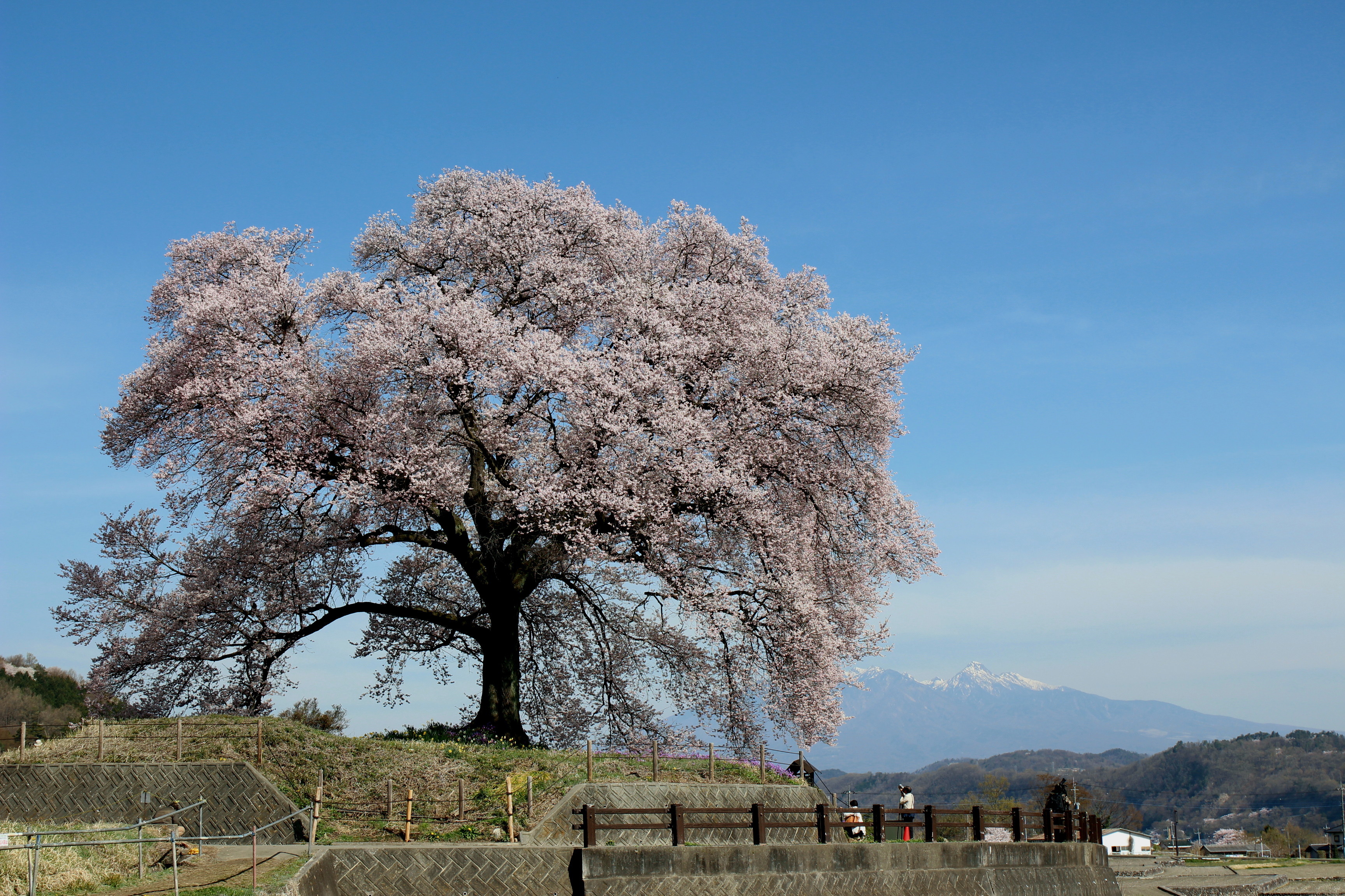 わに塚の桜(1).JPG