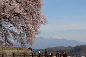 わに塚の桜(2).JPG