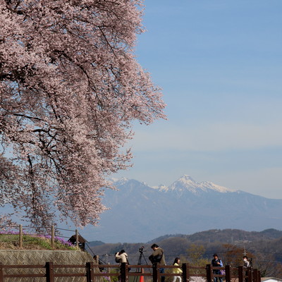 わに塚の桜(2).JPG