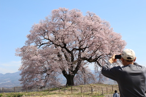 わに塚の桜(5).JPG