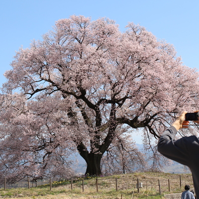 わに塚の桜(5).JPG