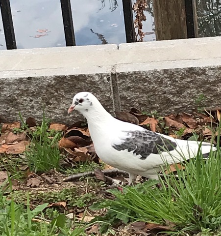 伝書鳩の種類