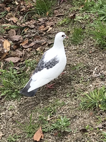伝書鳩の種類