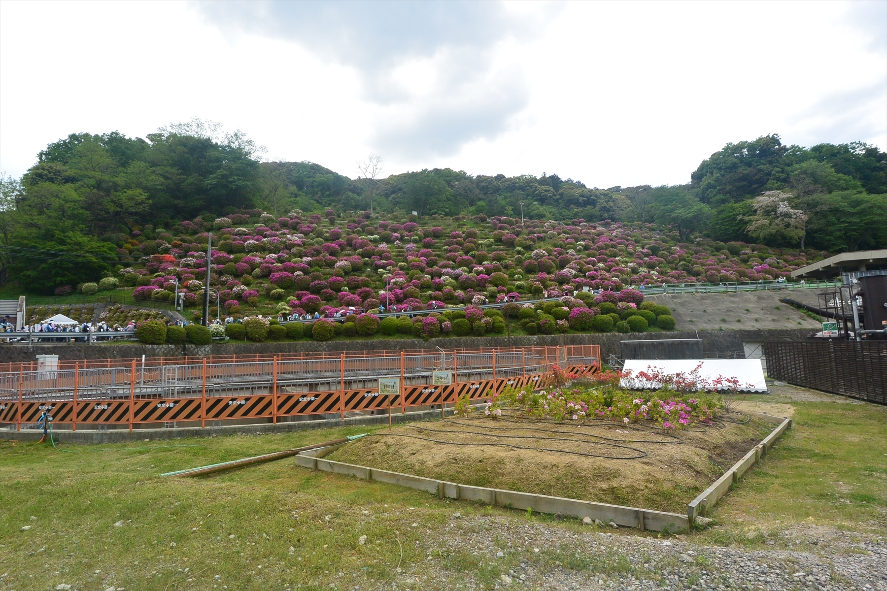 蹴上げのツツジ006.JPG
