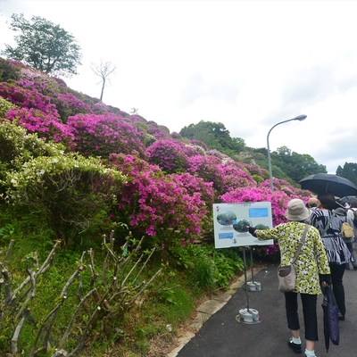 蹴上げのツツジ007.JPG