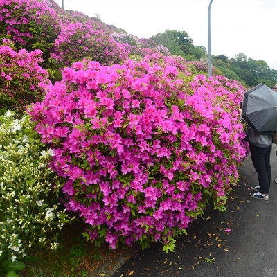 蹴上げのツツジ008.JPG