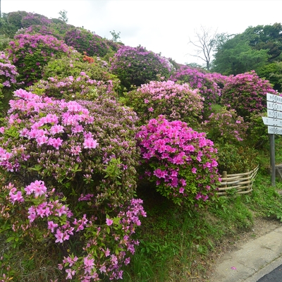 蹴上げのツツジ011.JPG