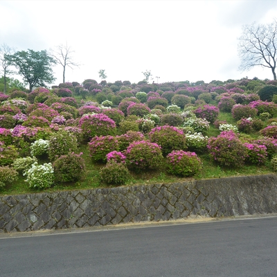 蹴上げのツツジ012.JPG