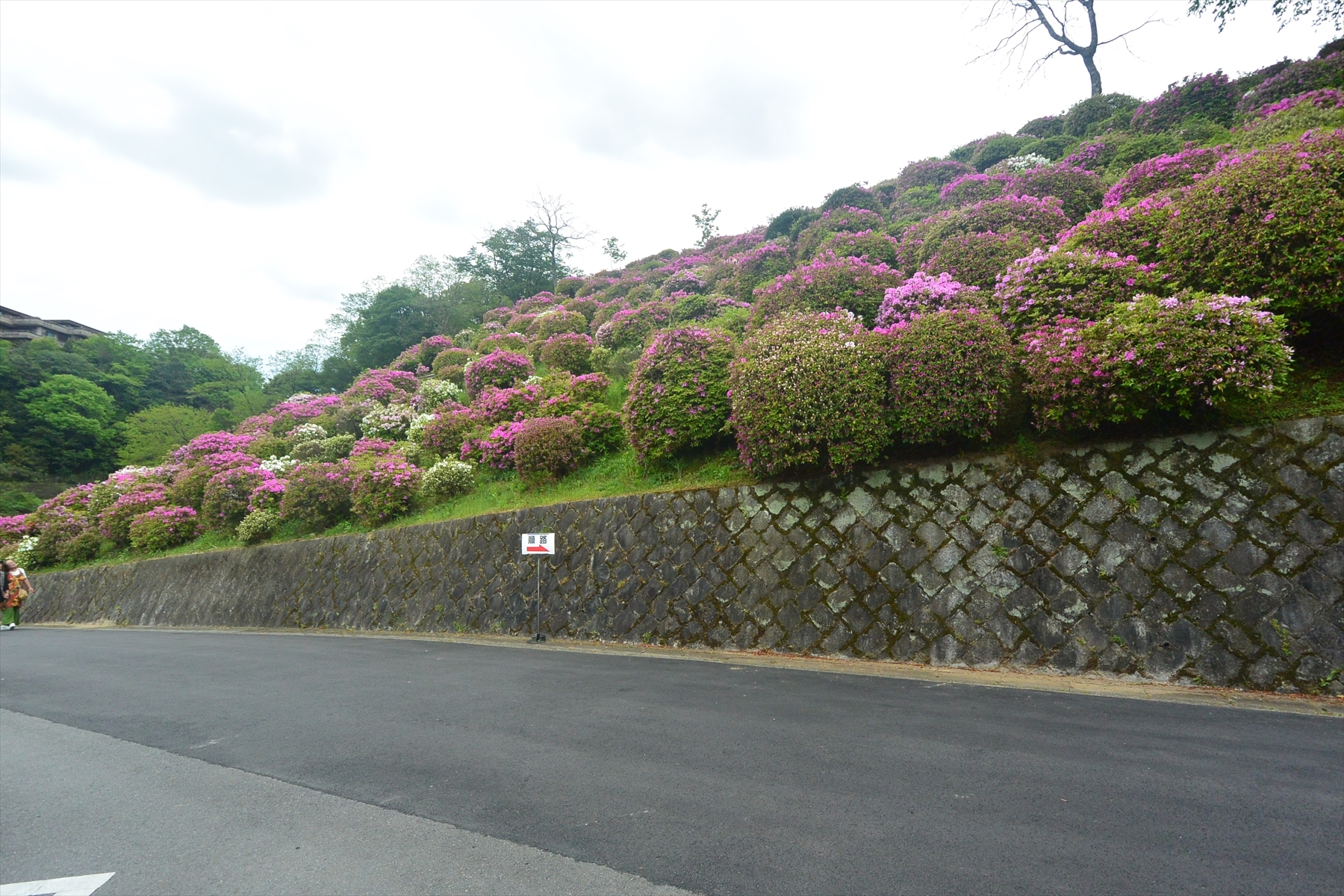 蹴上げのツツジ013.JPG