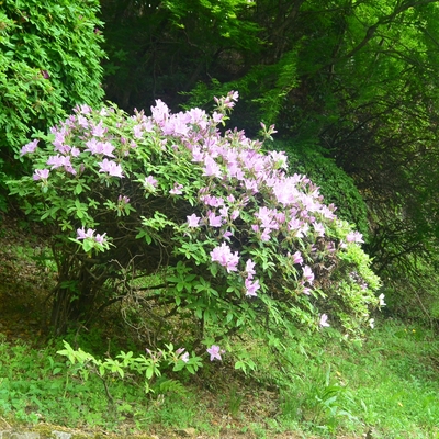 蹴上げのツツジ016.JPG