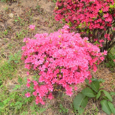 蹴上げのツツジ019.JPG