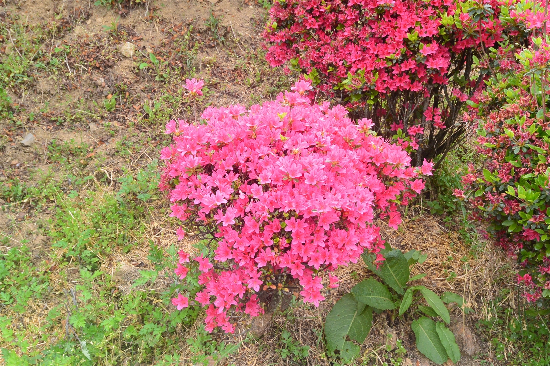 蹴上げのツツジ019.JPG