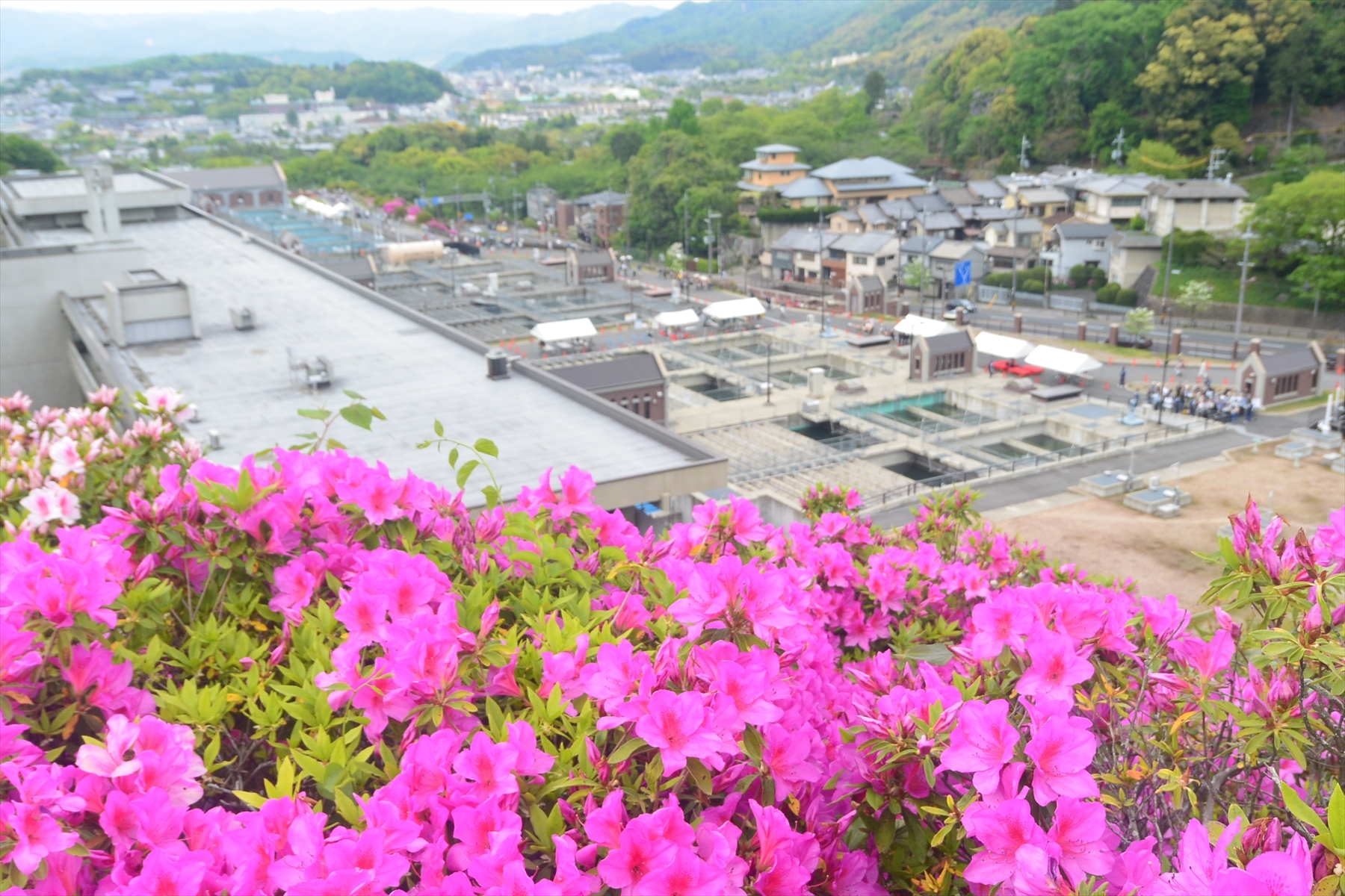 蹴上げのツツジ021.JPG