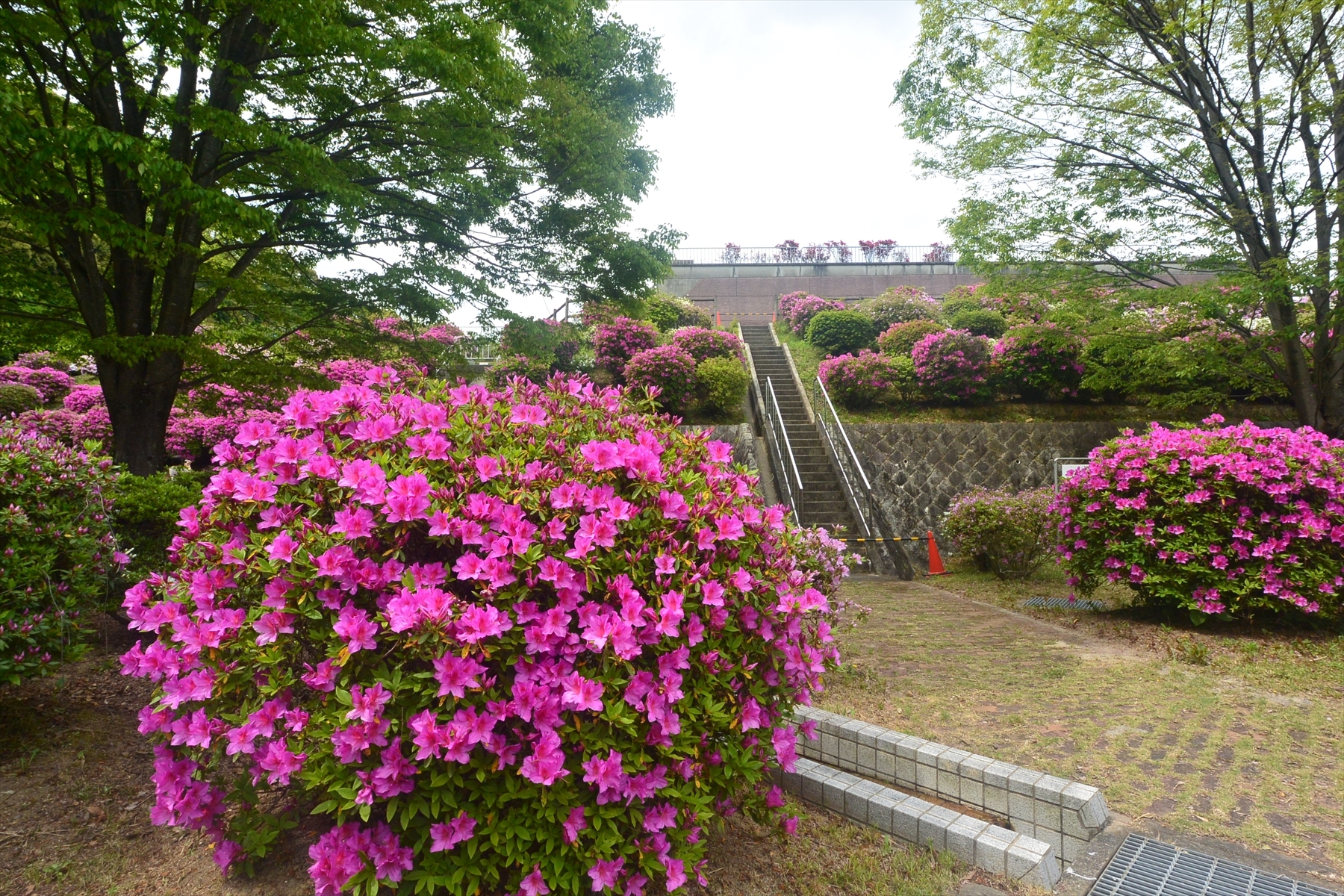 蹴上げのツツジ031.JPG