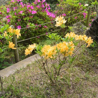 蹴上げのツツジ042.JPG