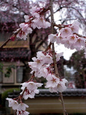 DSCN0488.jpg