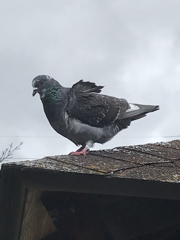 嫁ちゃんさんの写真 身近な鳥 鳩 図鑑 Photography マイネ王