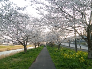 真岡の桜トンネル.jpg