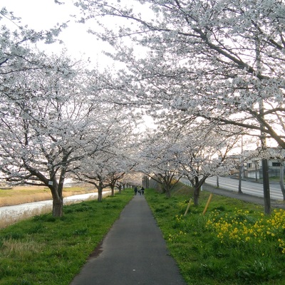真岡の桜トンネル.jpg