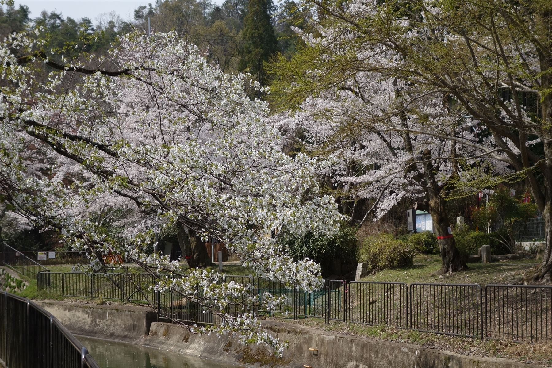 山科疎水の桜003.JPG