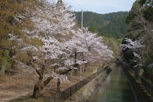 山科疎水の桜004.JPG