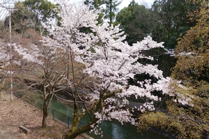 山科疎水の桜005.JPG