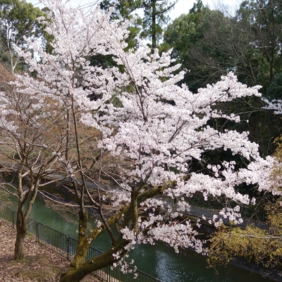 山科疎水の桜005.JPG